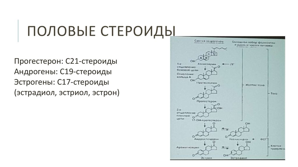 Половые стероиды