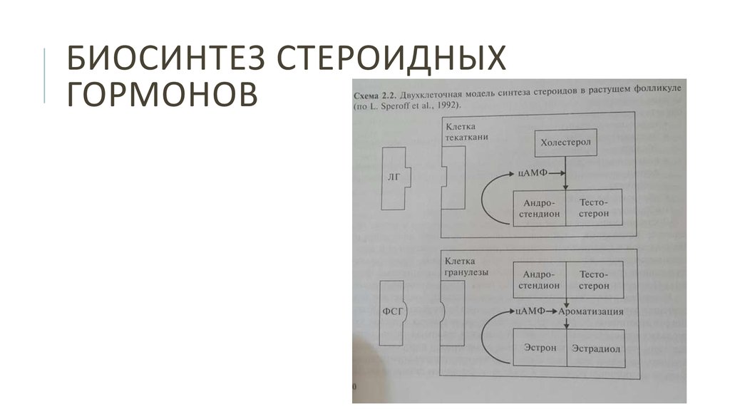 Биосинтез стероидных гормонов