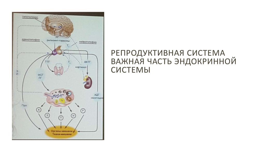 Схема репродуктивной системы