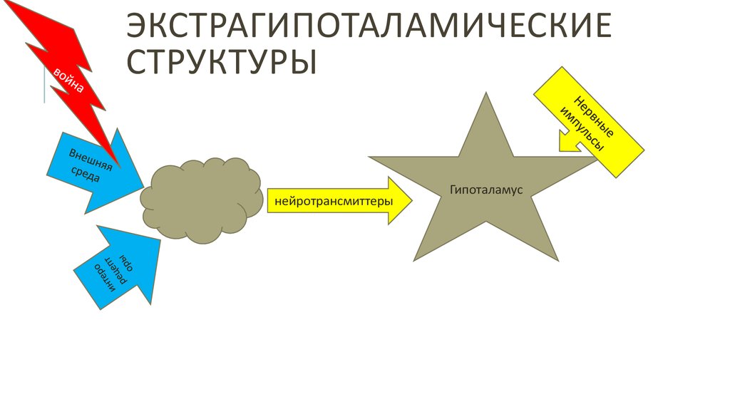 Экстрагипоталамические структуры