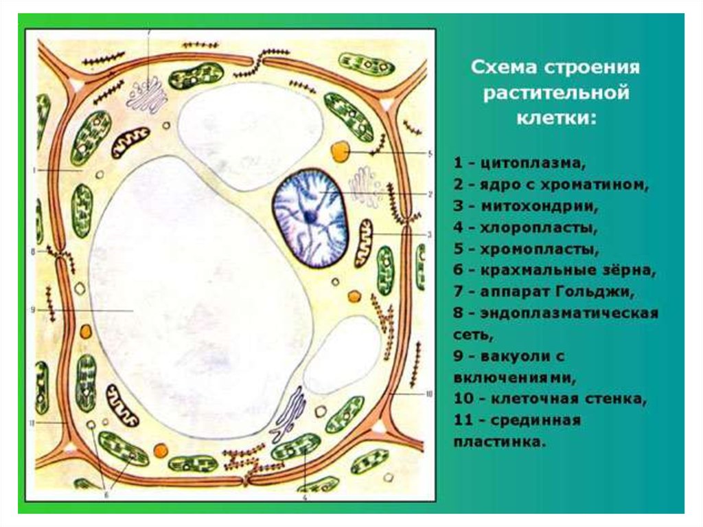 Растительная клетка строение рисунок с подписями 6 класс