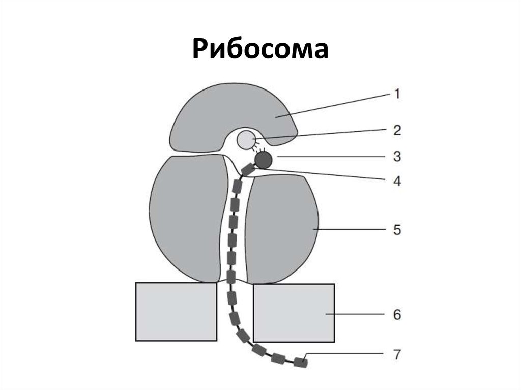 Схема строения рибосомы