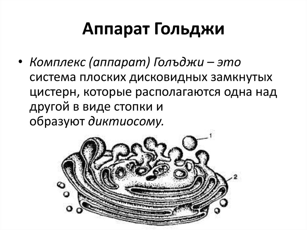 Органоиды клетки комплекс гольджи. Аппарат Гольджи строение органоида. Строение аппарата Гольджи в клетке. Аппарат комплекс Гольджи строение и функции кратко. Морфология аппарата Гольджи.