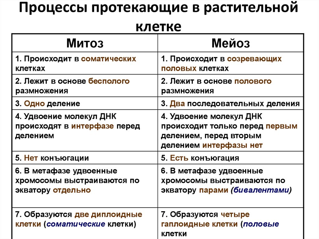 1 в каких клетках происходит. Место протекания процесса Метоз. Митоз и мейоз растительной клетки. Процесс митоза клетки. Процессы протекающие в митозе.