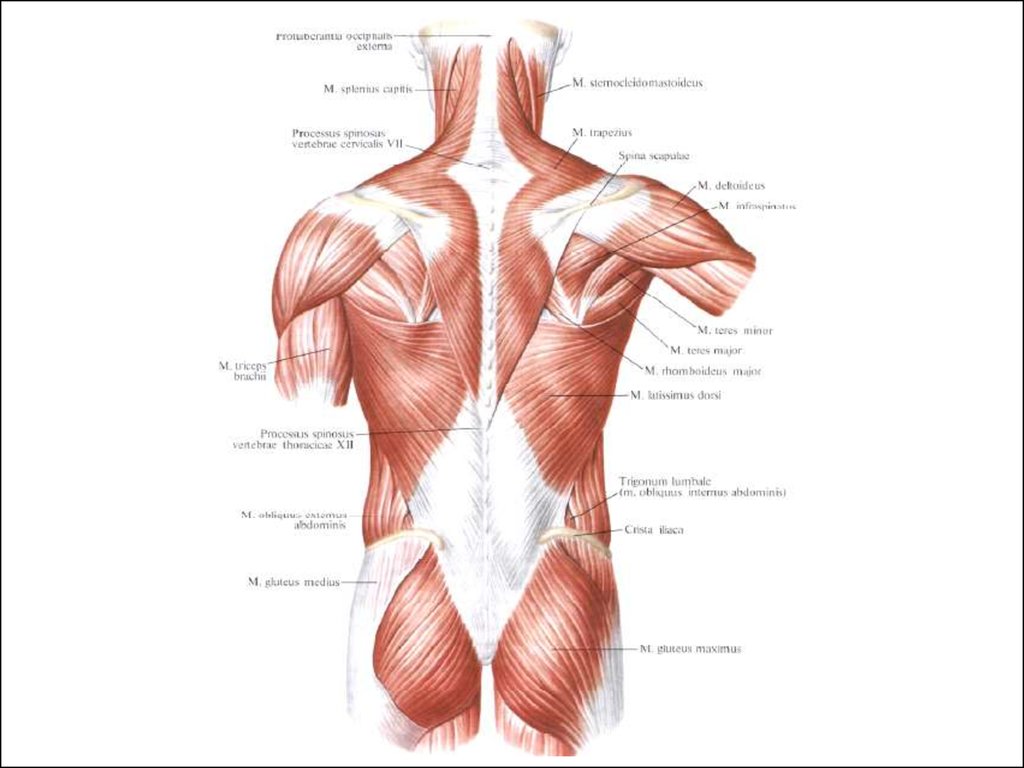 Спина названия. Мышцы шеи и спины сзади анатомия. Миология мышцы спины анатомия. Строение спины человека сзади мышцы. Широчайшая мышца спины анатомия.