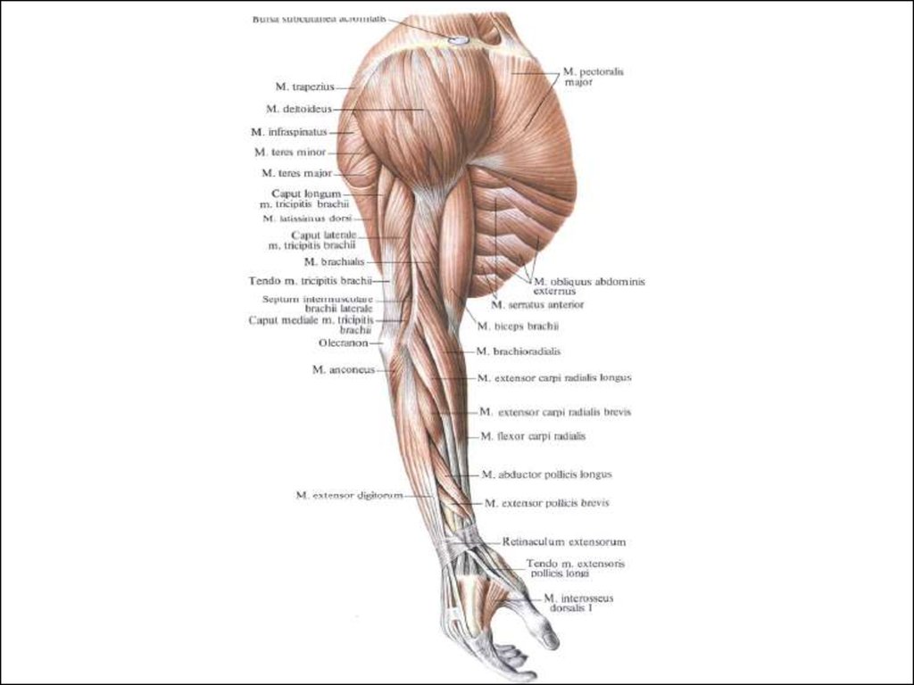 Мышца латынь. Мышцы верхней конечности анатомический атлас. Миология верхних конечностей. Мышцы верхней конечности анатомия. Мышцы верхней конечности правой вид сбоку.