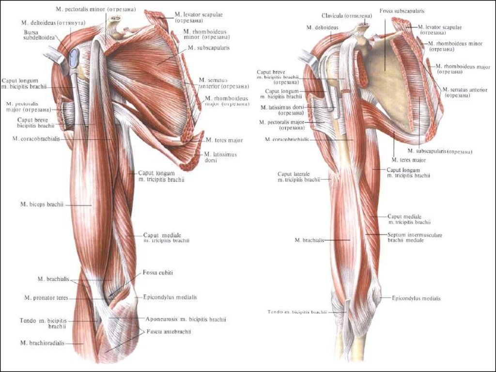 Плечо анатомия. Мышцы плечевого пояса и плеча вид спереди. Мышцы плечевого пояса и плеча вид сзади. Мышцы плечевого пояса анатомия вид сзади. Мышцы плечевого пояса анатомия вид спереди.