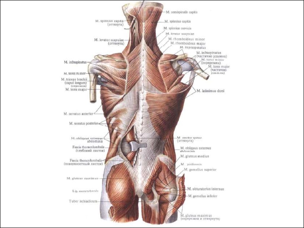 Мышцы спины атлас Синельникова