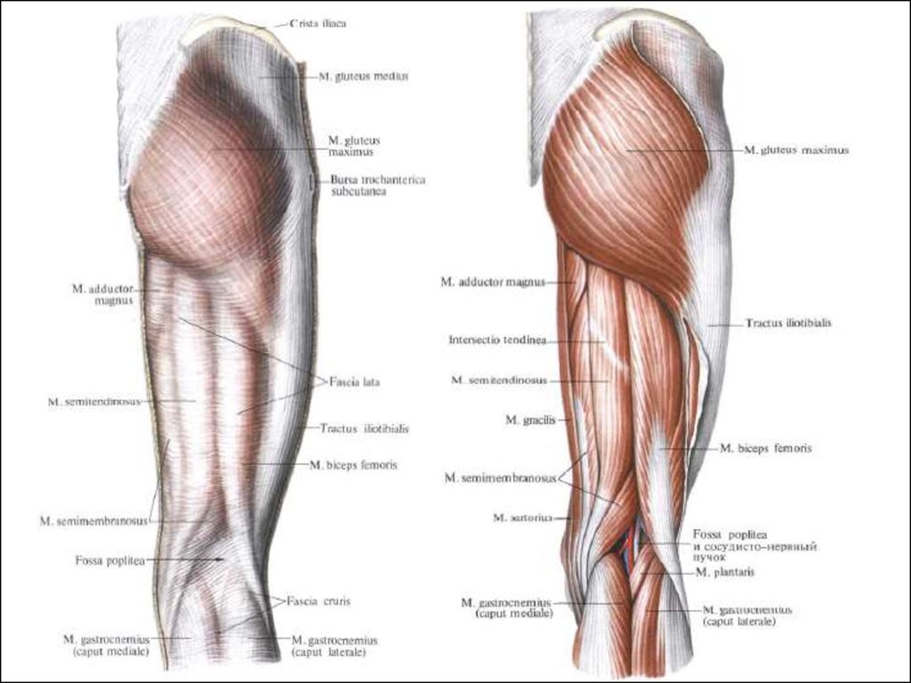 Анатомия бедра. Двуглавая мышцы бедра анатомия человека. Анатомия мышц задней поверхности бедра человека. Задняя поверхность бедра мышцы послойно. Мышцы тазобедренного сустава анатомия.