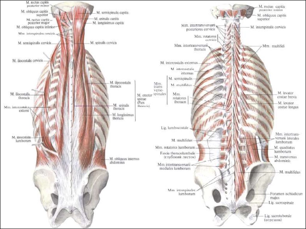 Мышцы спины и ребра. Глубокие мышцы спины медиальный тракт. Глубокие мышцы спины, глубокий 3 слой. Глубокие мышцы спины Синельников. Мышцы спины медиальный тракт анатомия.
