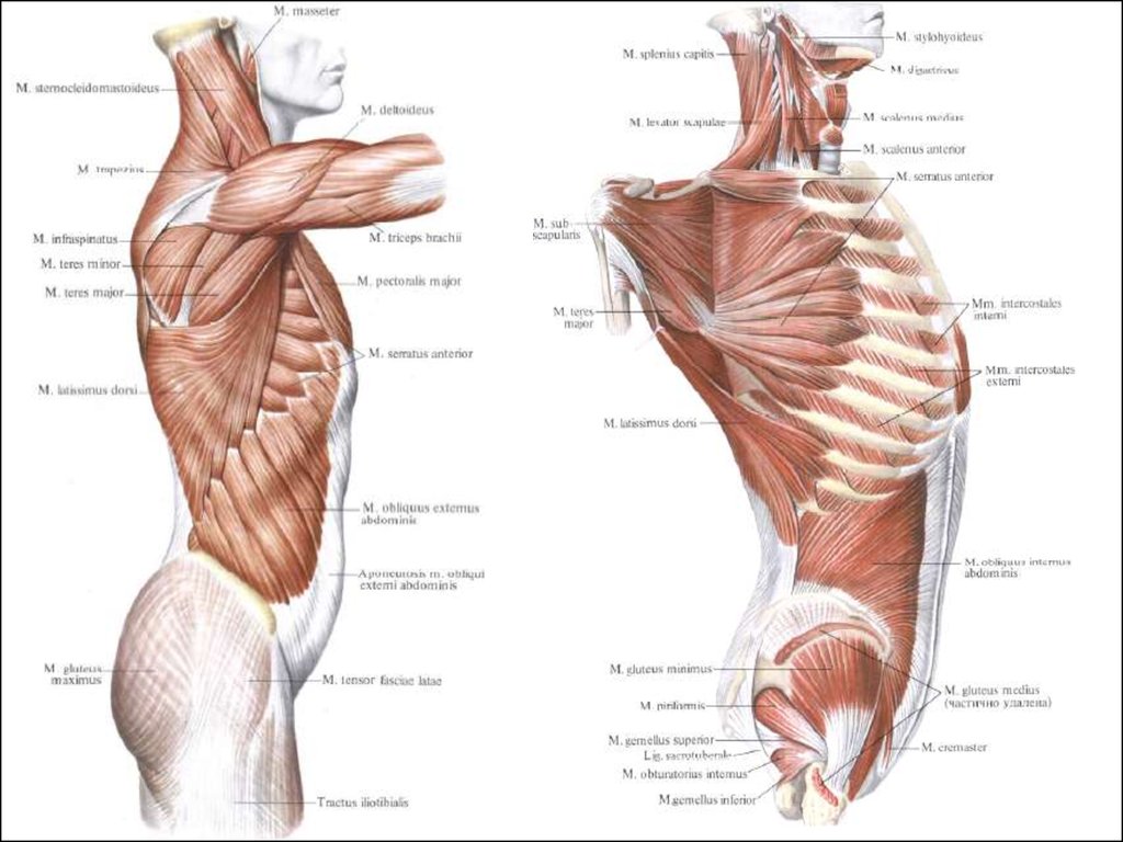 Бок туловища. Миология анатомия человека. Миология человека мышцы. Миология мышцы туловища. Миология мышцы спины анатомия.