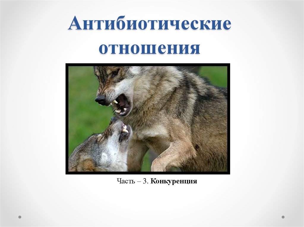 Конкурирующие отношения. Антибиотические отношения. Антибиотические отношения хищничество паразитизм конкуренция. Антибиотические отношения примеры. Антибиотические взаимоотношения организмов.