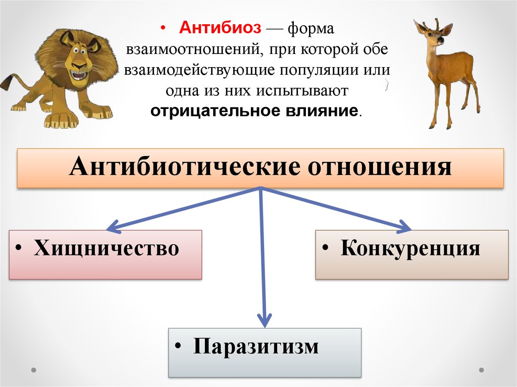 Презентация по биологии антибиоз