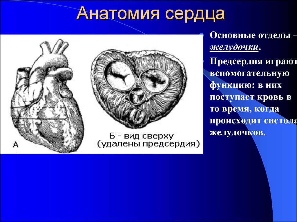 Сердце главный. Основные отделы сердца. Завиток сердца анатомия. Основные функции желудочек сердца. Функции предсердий.