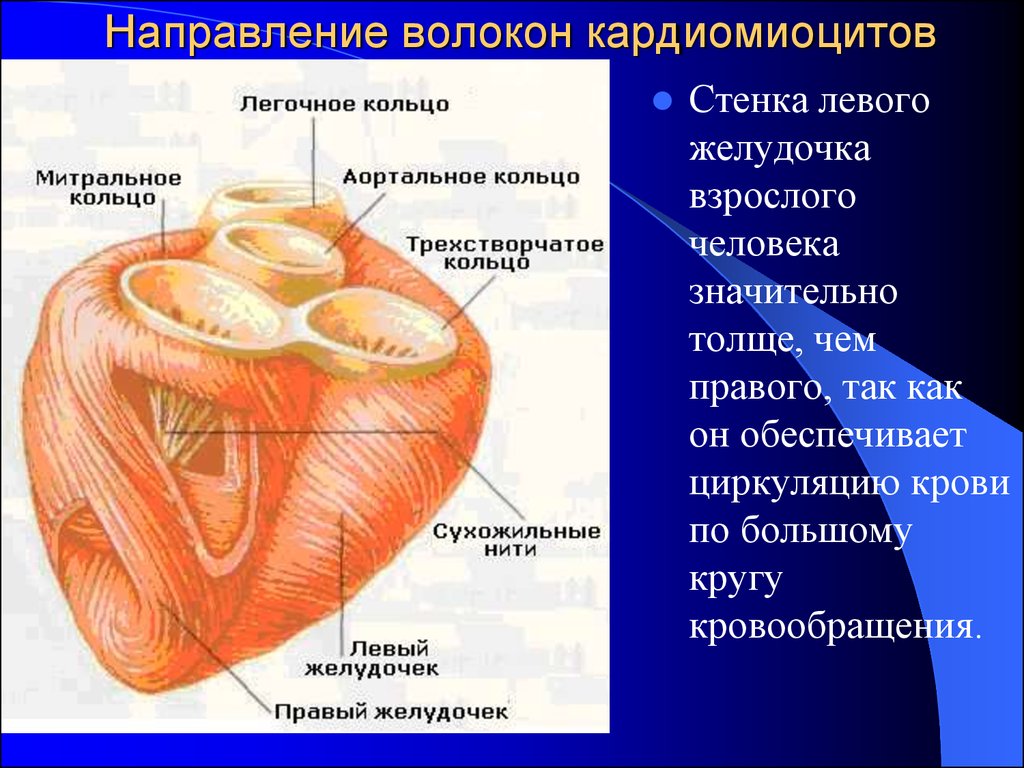 Стенка сердца толще. Стенки левого желудочка. Стенки левого желудочка сердца. Стенки правого желудочка. Строение стенок левого желудочка.