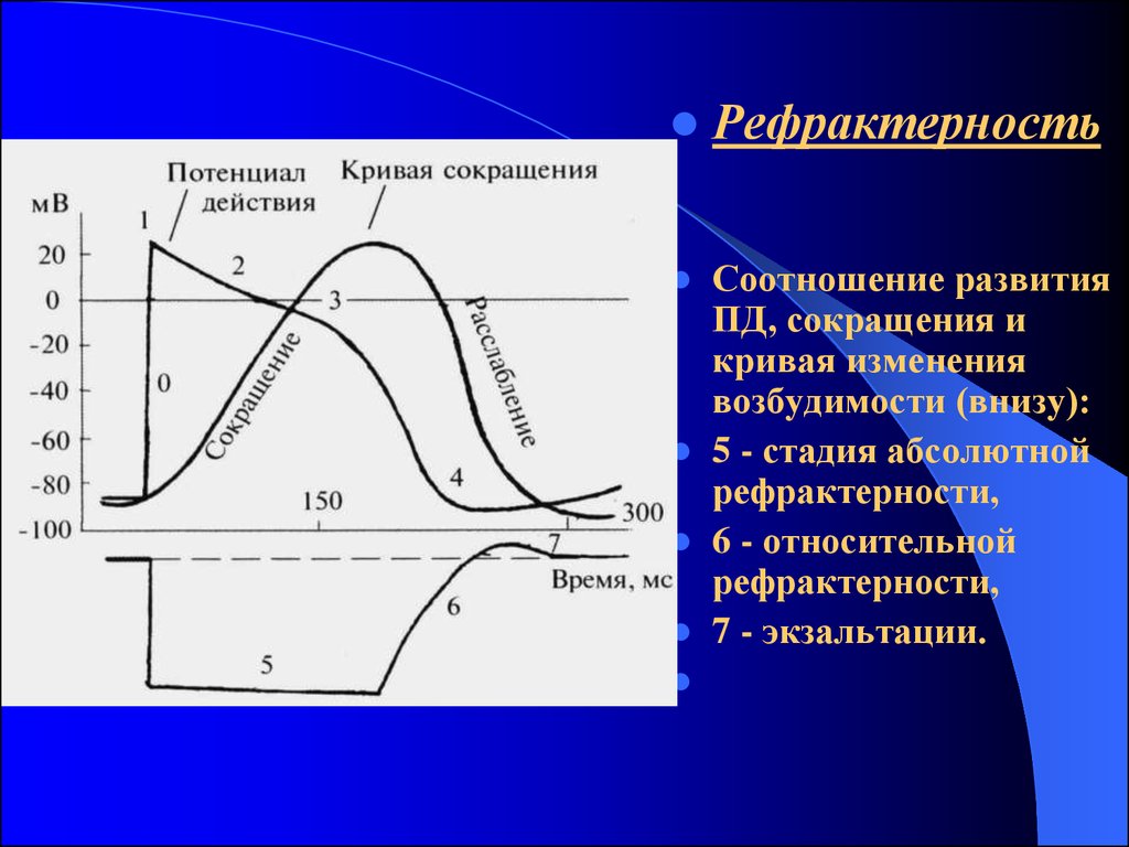 Кривая потенциала действия. Фазы рефрактерности физиология. Относительная рефрактерность. Абсолютная рефрактерность Относительная рефрактерность. Рефрактерность и экзальтация.