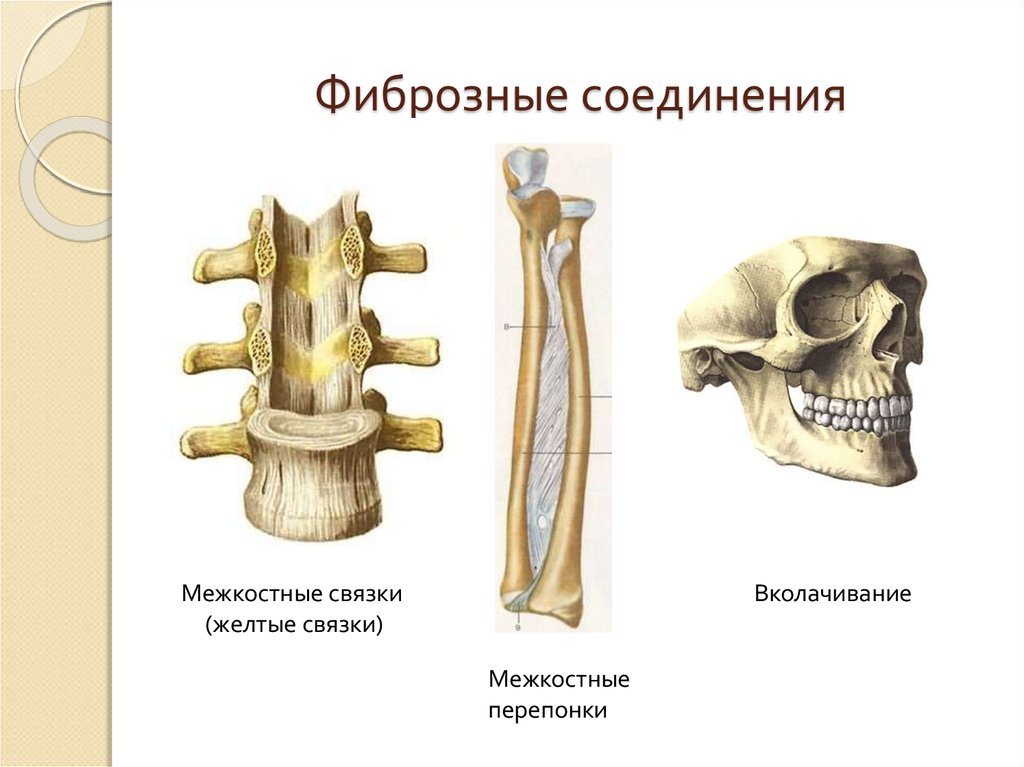 Непрерывные кости. Непрерывные фиброзные соединения костей. Фиброзные соединения синдесмозы. Непрерывные фиброзные соединения костей рисунок. Фиброзные соединения костей.