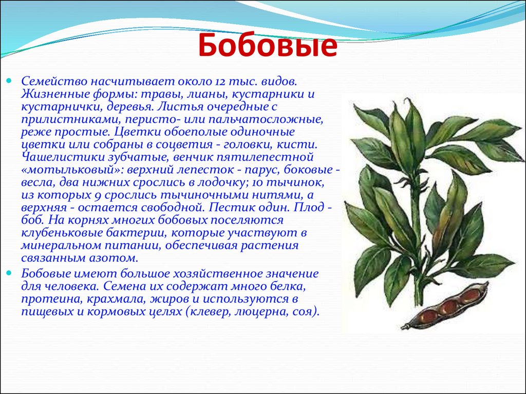 Сообщение на тему семейство бобовые. Семейство бобовые. Бобовые характеристика. Сообщение на тему бобовые. Сообщение на тему бобовые растения.