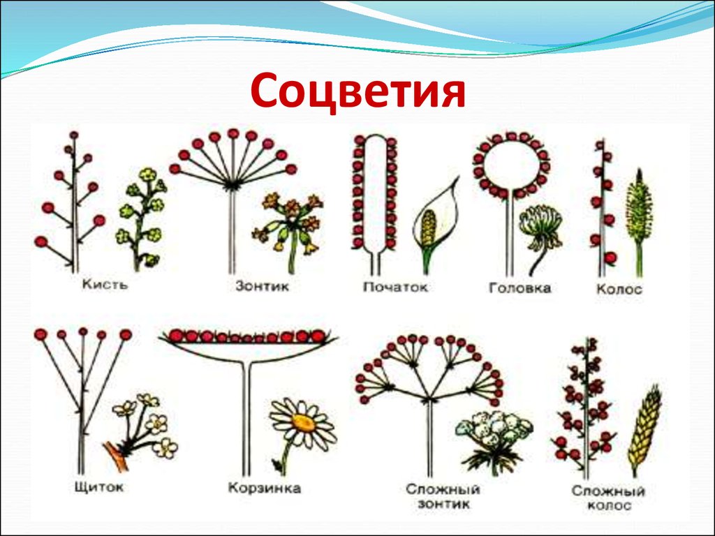 Соцветие сложный початок. Соцветия покрытосеменных растений. Соцветия семейств покрытосеменных. Схемы типов соцветий покрытосеменных растений. Сиконий соцветие.