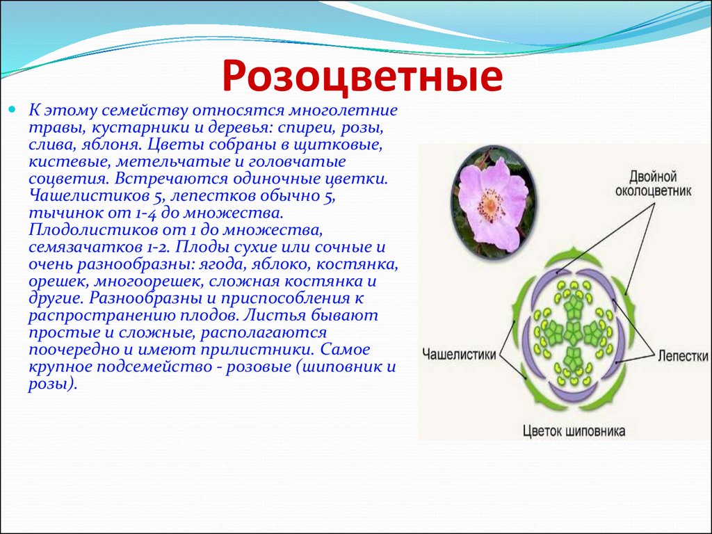 Семейство розоцветные план