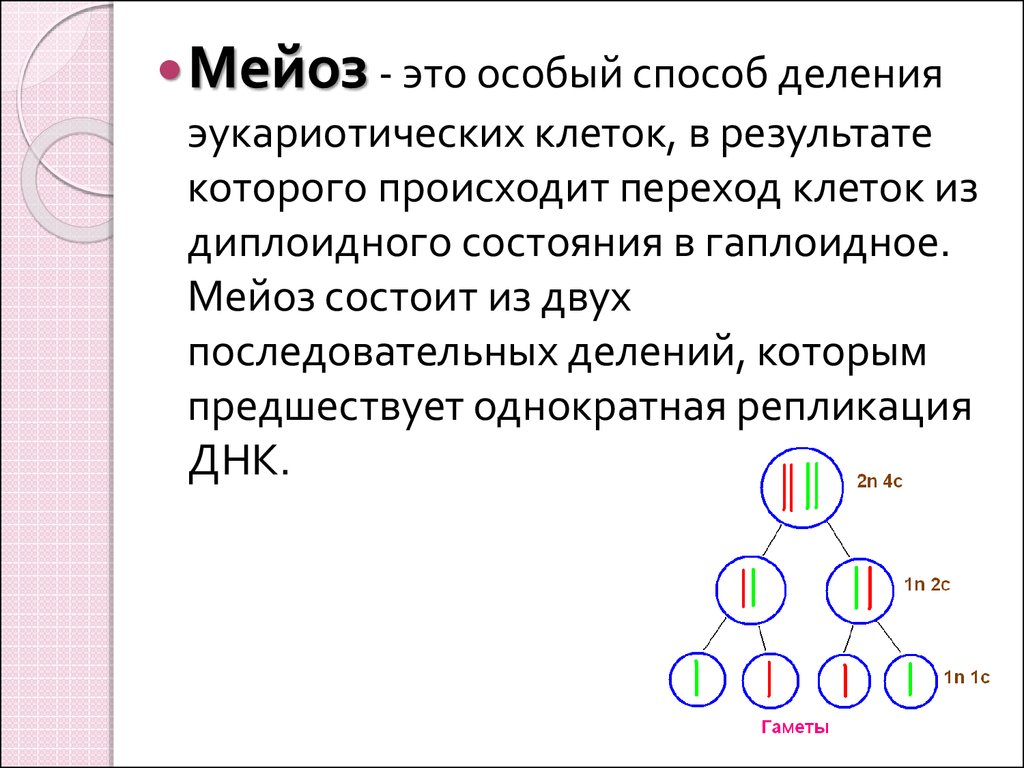 Презентация на тему мейоз