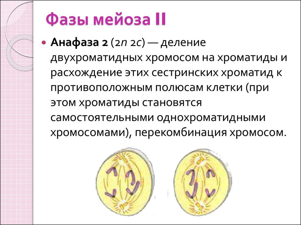 Гаплоидная клетка с двухроматидными хромосомами. Фазы мейоза анафаза 2. Фазы мейоза деления анафаза. Мейоз 2 анафаза 2. Стадии анафазы второго деления мейоза?.