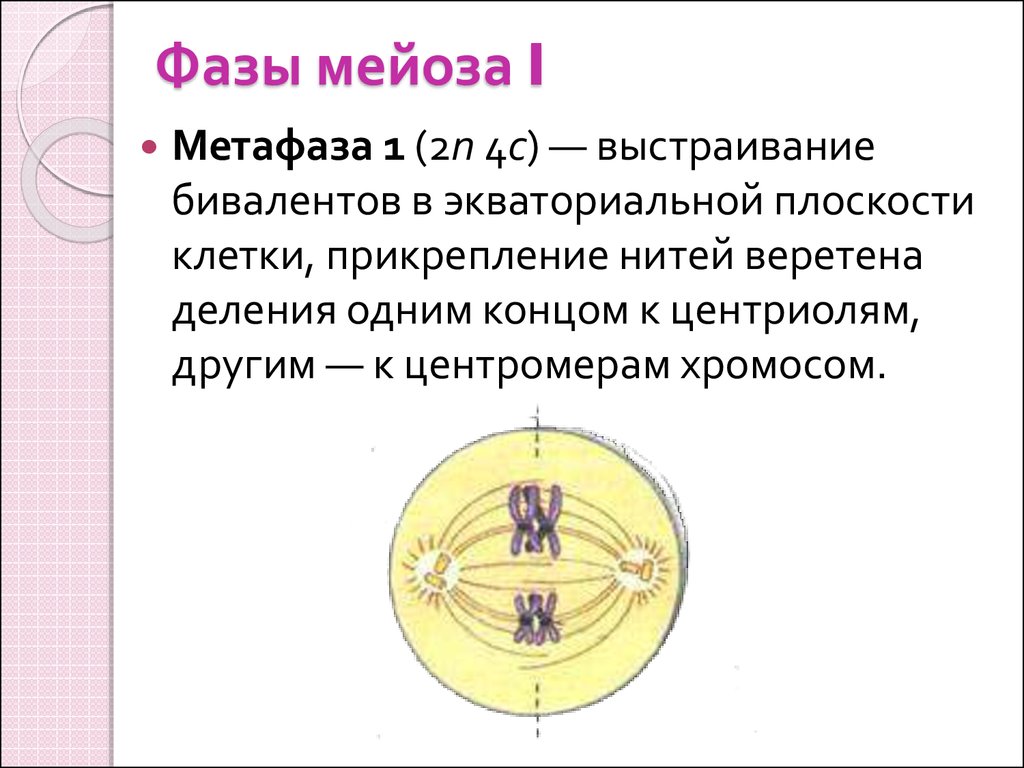 Определите тип и фазу деления исходной диплоидной клетки изображенной схеме дайте обоснованный ответ