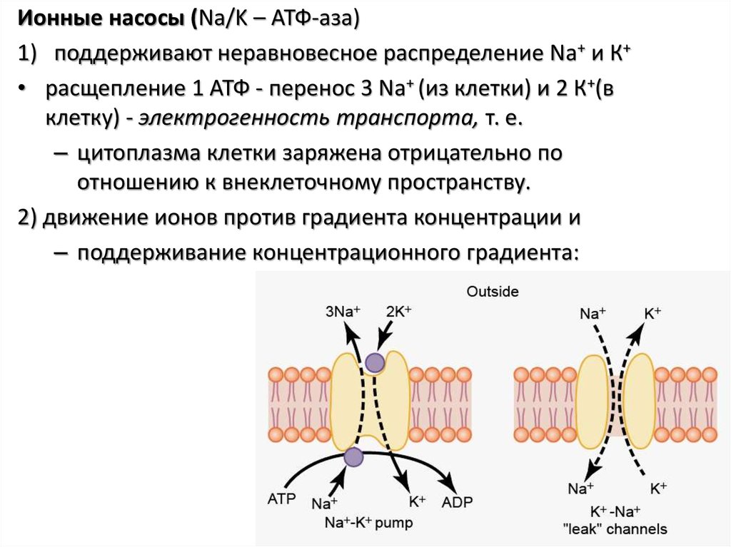 Внутриклеточного атф. Ионные насосы и ионные каналы. Ионные каналы и насосы физиология. Na/k ионный насос. Ионные каналы мембран ионные градиенты клетки их механизмы.