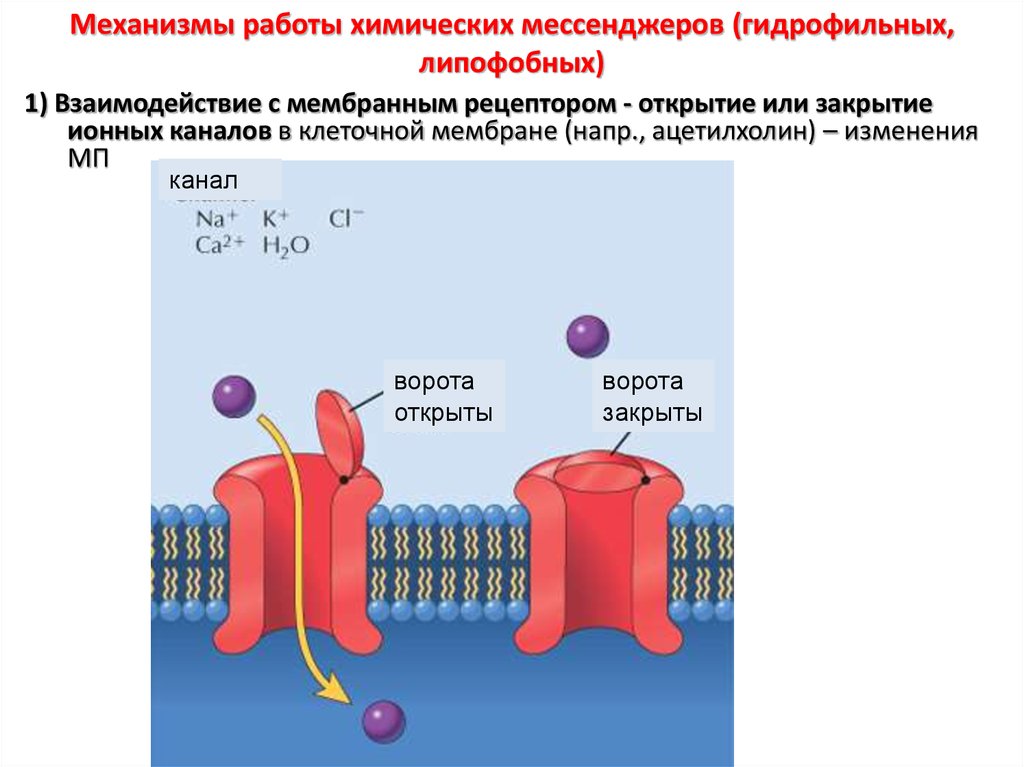Механизм работы. Ионные каналы клеточных мембран. Открытие каналов в клеточных мембранах. Натриевые кальциевые калиевые каналы. Ионные насосы клеточной мембраны.