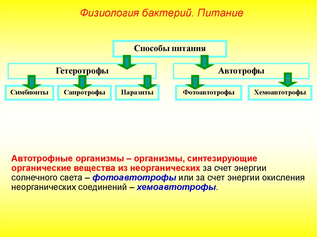 Способы питания бактерий. Питание бактерий гетеротрофов схема. Способ питания бактерий сапротрофы. Автотрофы и сапротрофы. Сапротрофы автотрофы паразиты.