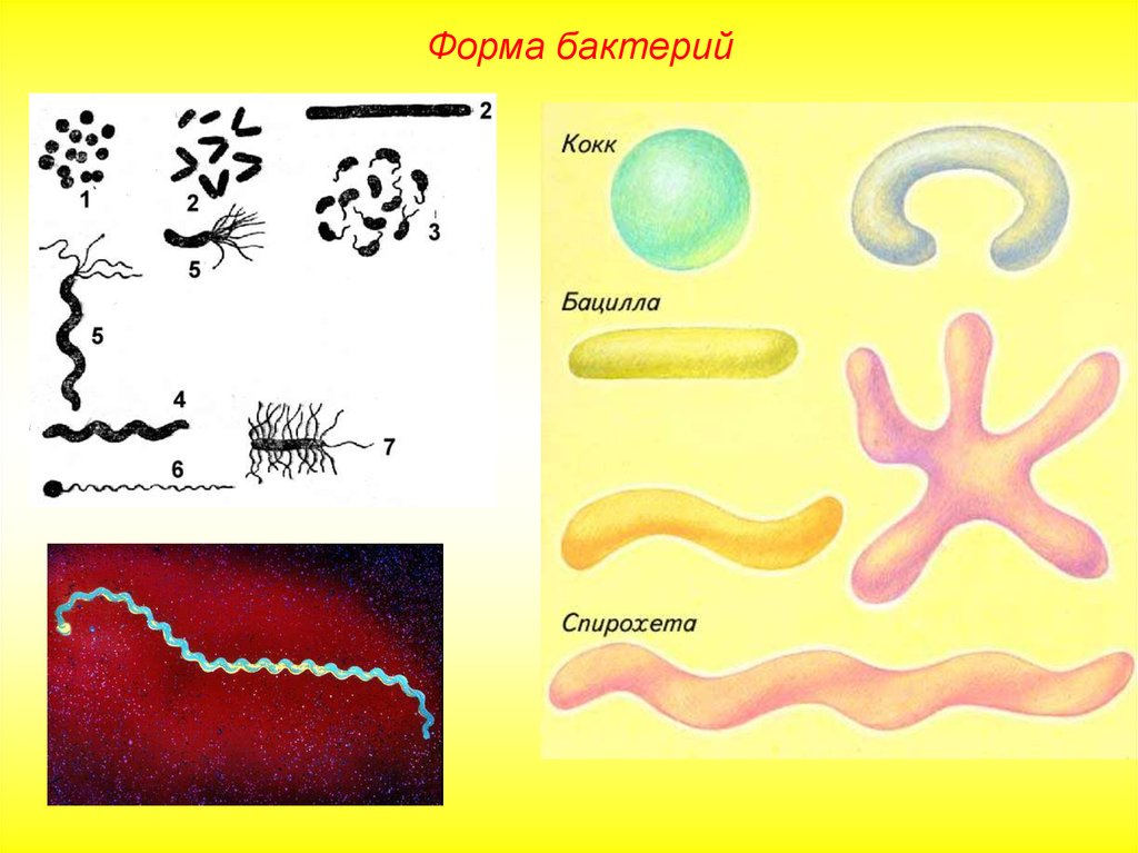 Прокариоты бактерии форма клеток. Формы бактерий прокариот. Формы ба. Бактерии формы бактерий. Основные формы бактерий рисунок.