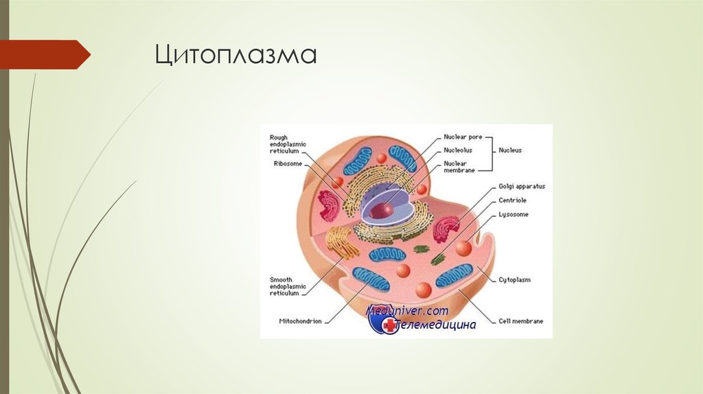 Цитоплазма