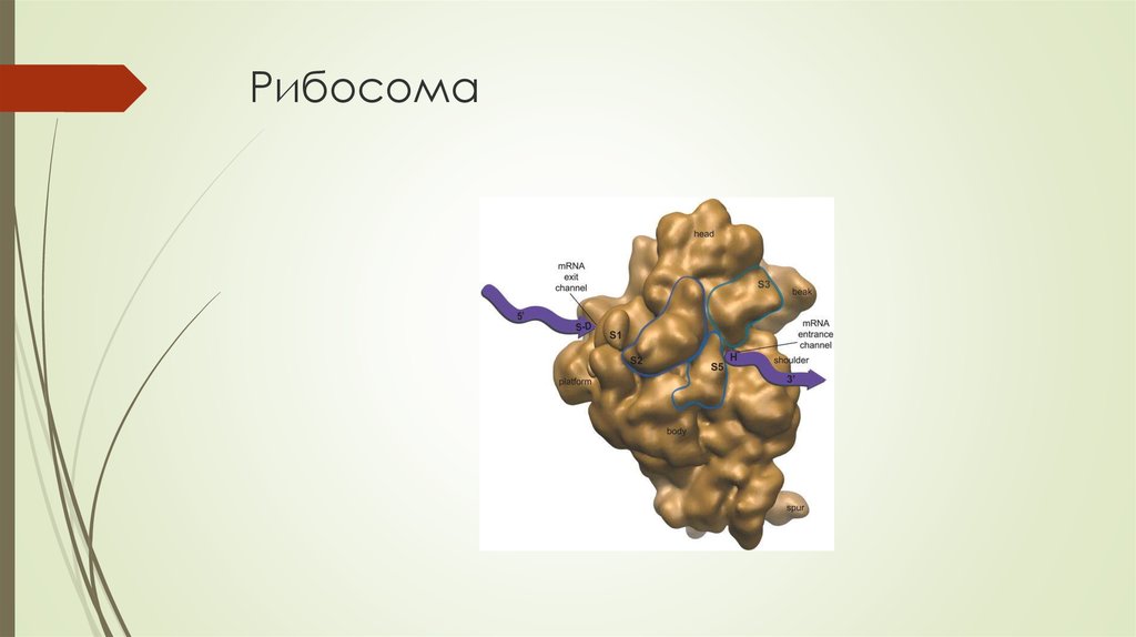 Рибосомы сеть. Рибосомы рисунок. Рибосома строение рисунок. Свободные рибосомы. Рибосома без подписей.