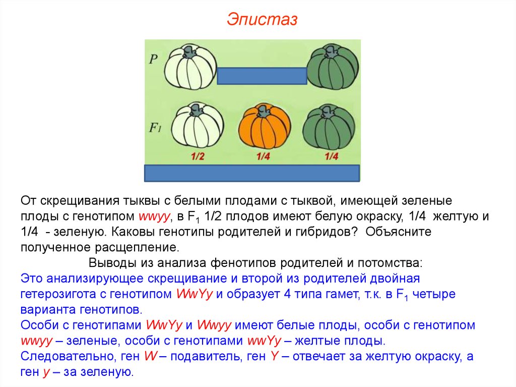 Генотипы 39