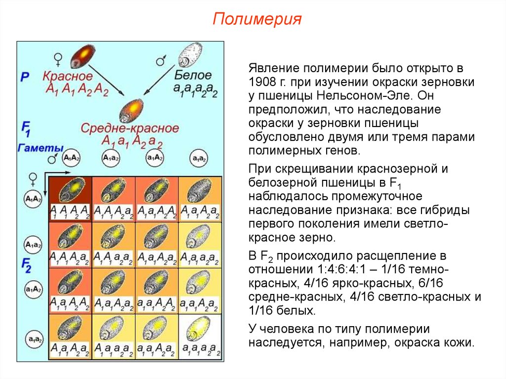 У пшеницы красная окраска колоса доминирует над белой установи соответствие между схемой скрещивания