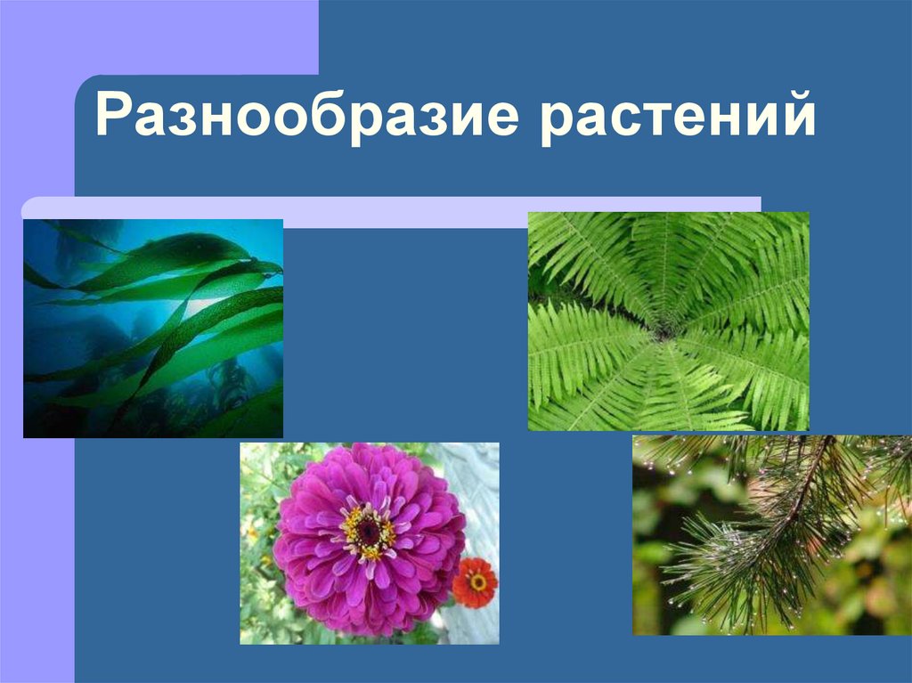Разнообразие растений. Разнообразие растений на земле. Растения, их разнообразие.. Многообразные растения.