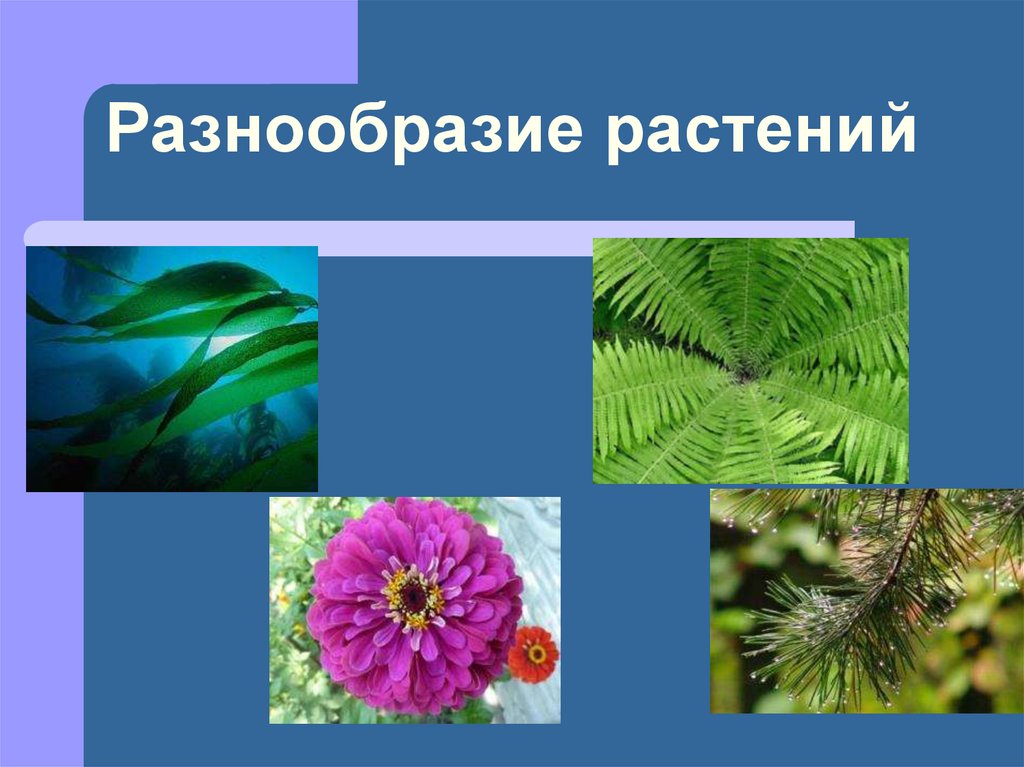 Урок разнообразие растений. Разнообразие растений. Разнообразие растений на земле. Растения, их разнообразие.. Многообразные растения.