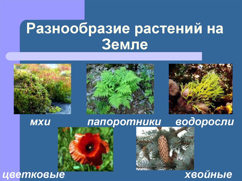 Как сохранить разнообразие растений. Разнообразие растений. Растение и их разнообразие. Папоротники хвойные цветковые. Водоросли. Мхи.