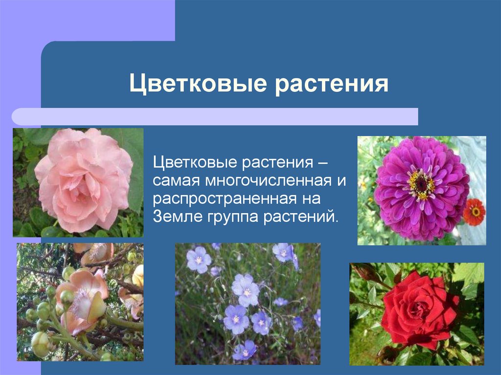 Многообразие цветковых. Разнообразие растений цветковые. Виды цветковых растений. Разнообразное растения цветы. Группа растений цветковые.