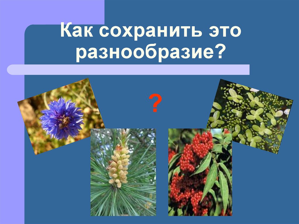 Как сохранить разнообразие растений. Разнообразие растений. Разнообразие цветов. Разнообразие растений картинки.