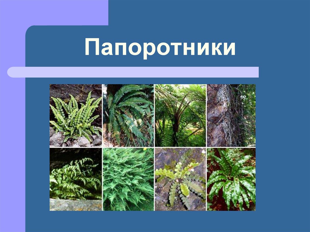 Классы папоротников. Царство папоротников. Разнообразие растений папоротники. Окружающий мир папоротник. Многообразие папоротниковидных растений.