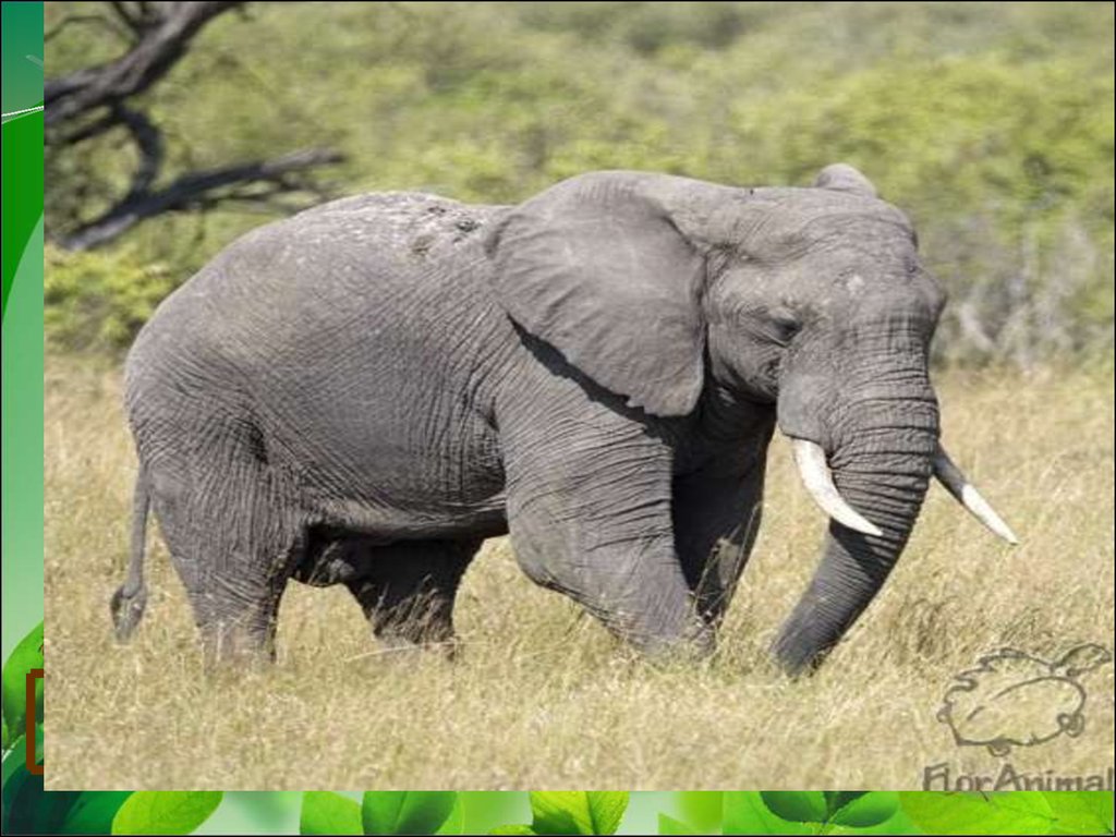 Африканские и индийские слоны 1 класс. Слон 1 класс. Слоны обитают. Африканские слоны для 1 класса. Слоны окружающий мир 1 класс.
