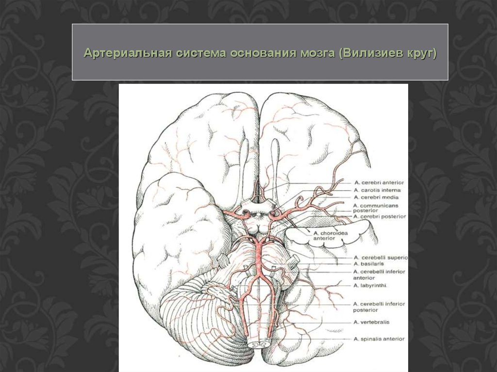 Артерии круг головного мозга. Б. К. Гиндце артериальная система головного мозга человека. Артериальный круг основания мозга. Хроническое кровоснабжение головного мозга. Кровоснабжение мозга основание черепа.
