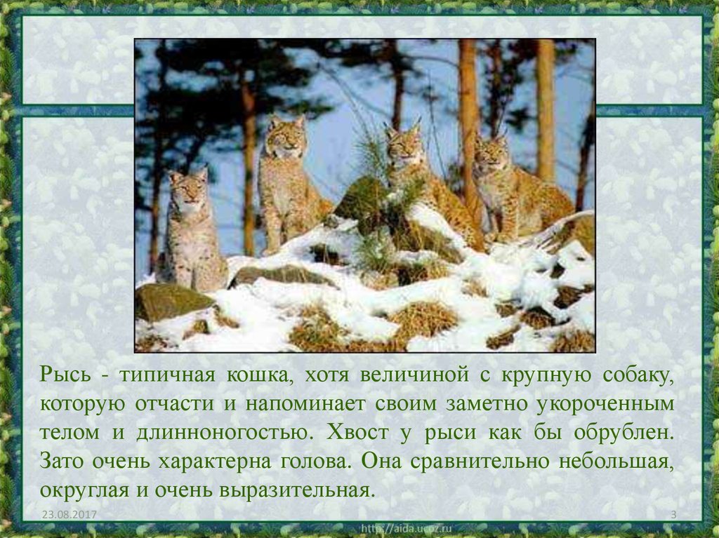 Сообщение про рысь. Презентация на тему Рысь. Доклад про Рысь. Рысь презентация 2 класс. Рысь презентация 4 класс.