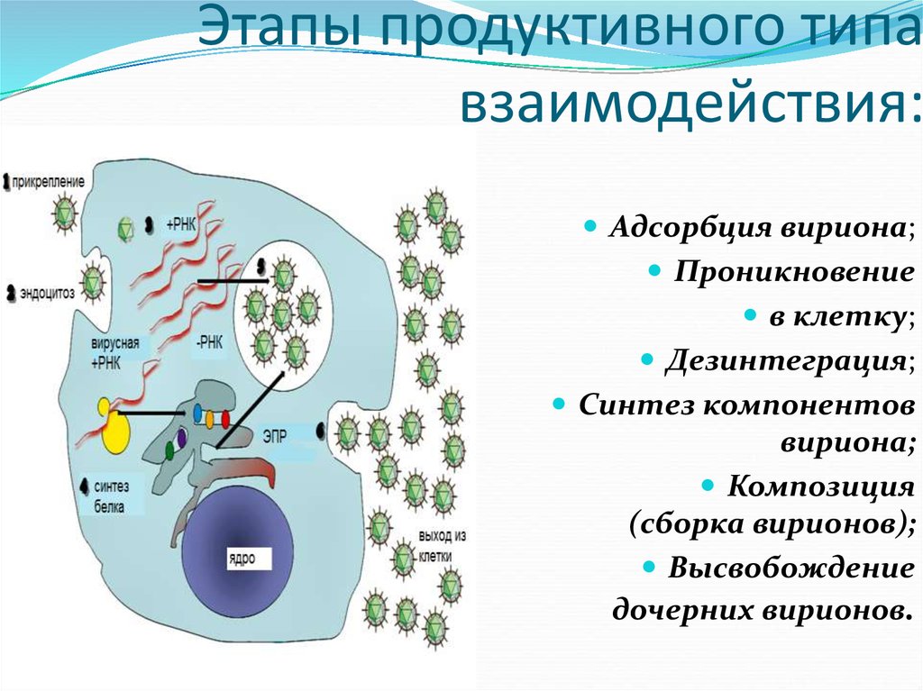 Стадии взаимодействия вируса с клеткой