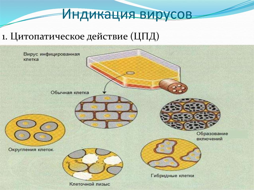 Цпд это микробиология