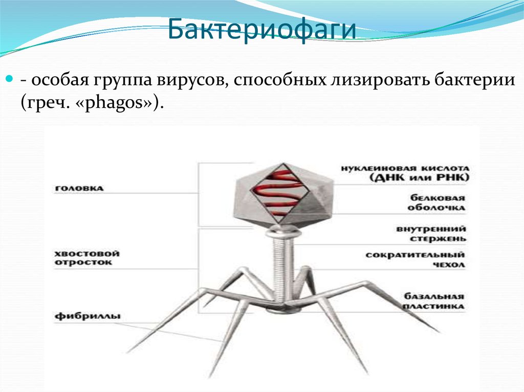 Вирусы и бактериофаги презентация