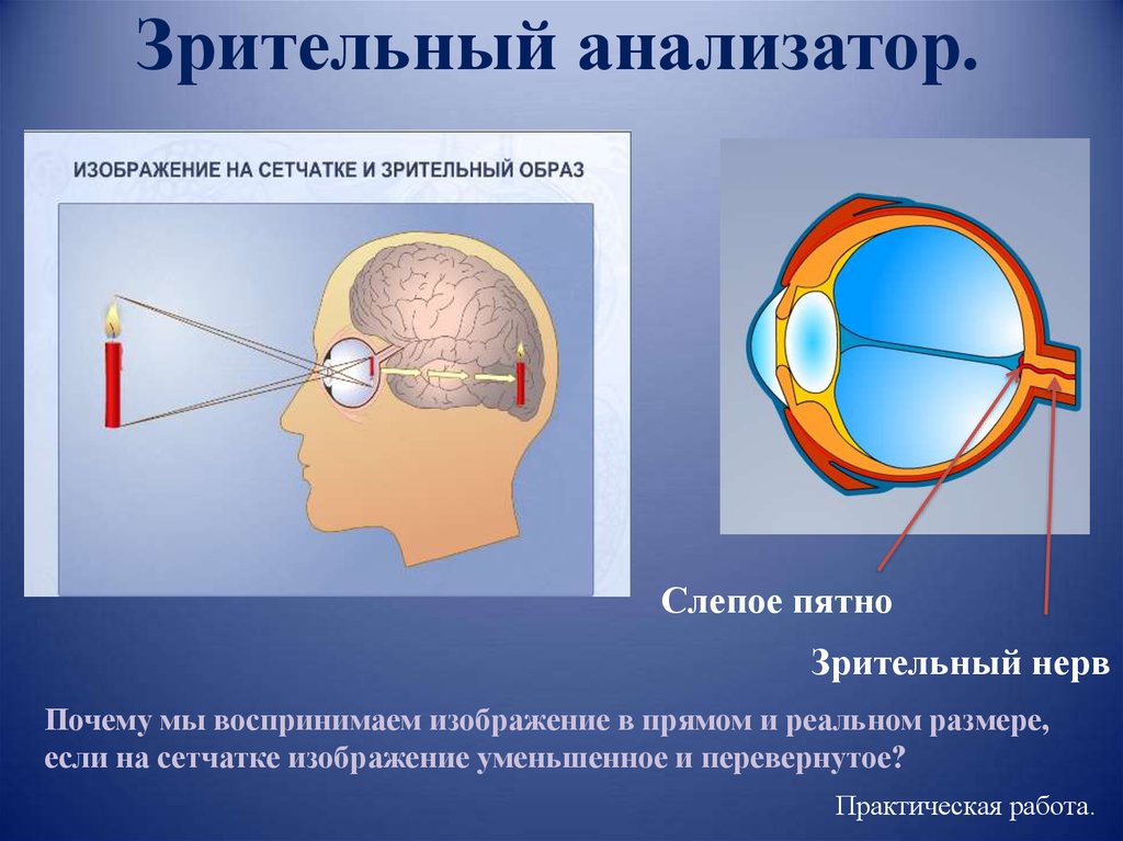 Нерв зрительного анализатора
