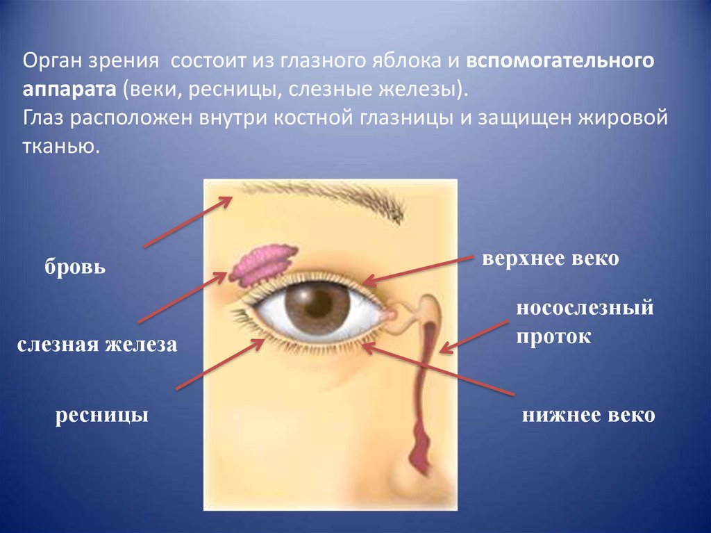 Функции слезной железы глаза. Слезная железа верхнего века. Расположение слезной железы и носослезного протока. Добавочные слезные железы.