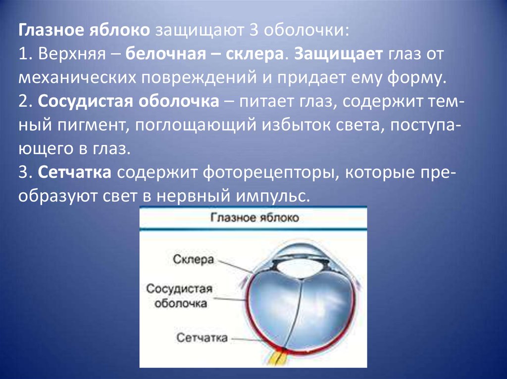 Белочная сосудистая сетчатка защита от механических. Защита от механических и химических повреждений глаза. Оболочки глазного яблока белочная сосудистая. Склера какая оболочка. Что защищает оболочки глаза.